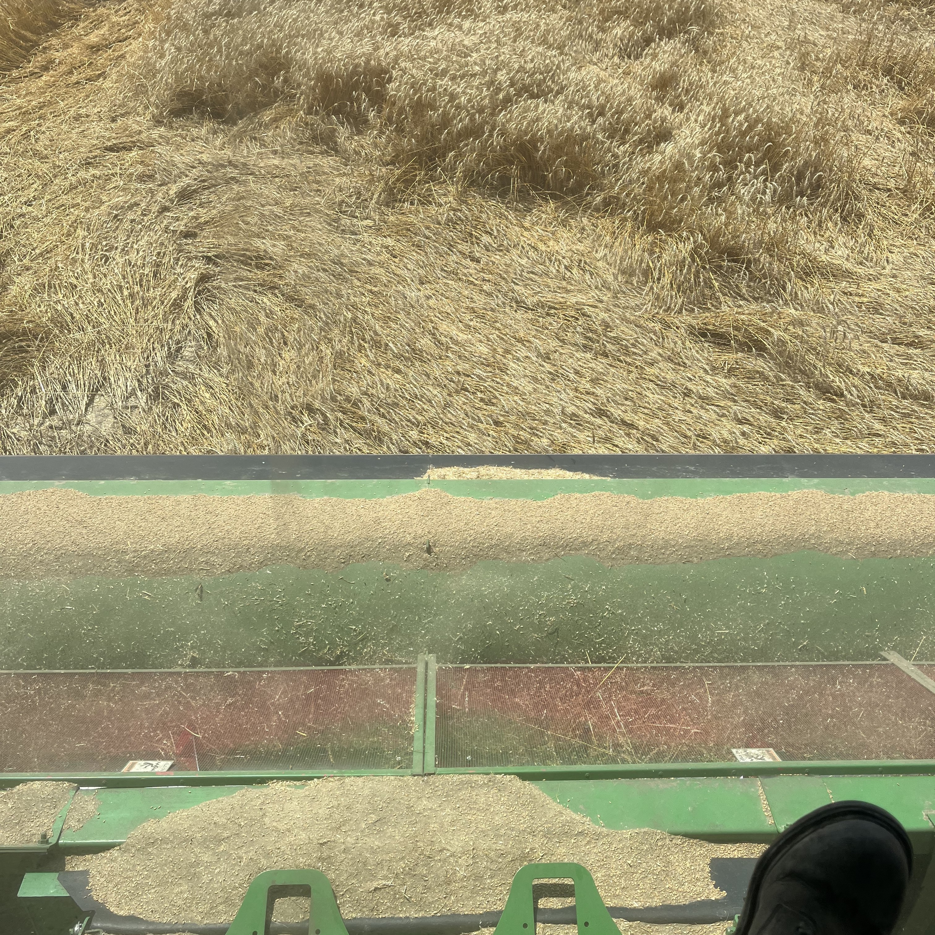 Harvested wheat viewed through the windshield of a tractor.